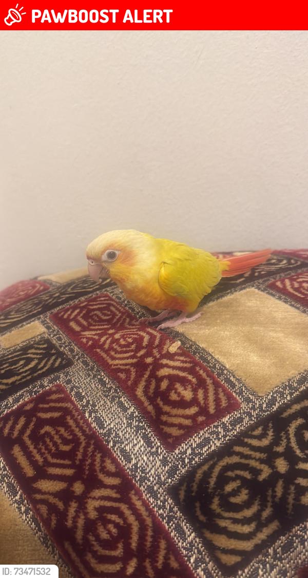 Lost Male Bird last seen San Sevaine Villas, Rancho Cucamonga, CA 91739