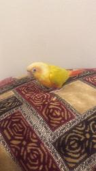 Lost Male Bird last seen San Sevaine Villas, Rancho Cucamonga, CA 91739