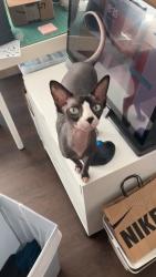 Reunited Male Cat last seen 4th St and Indiana, Buena Park, CA 90621