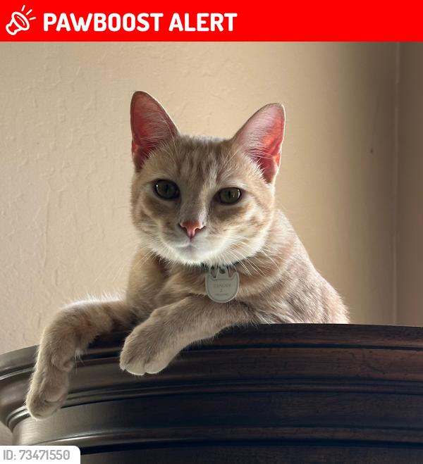 Lost Male Cat last seen Meadow Glen Way E, Hidden Meadows, CA 92026
