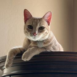 Lost Male Cat last seen Meadow Glen Way E, Hidden Meadows, CA 92026
