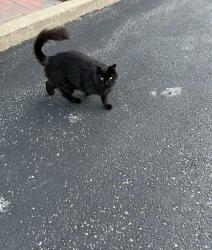 Found/Stray Unknown Cat last seen pierpont place, Mississauga, ON L5N 5V1
