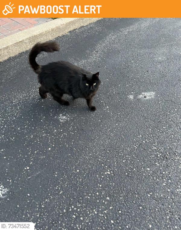 Found/Stray Unknown Cat last seen pierpont place, Mississauga, ON L5N 5V1