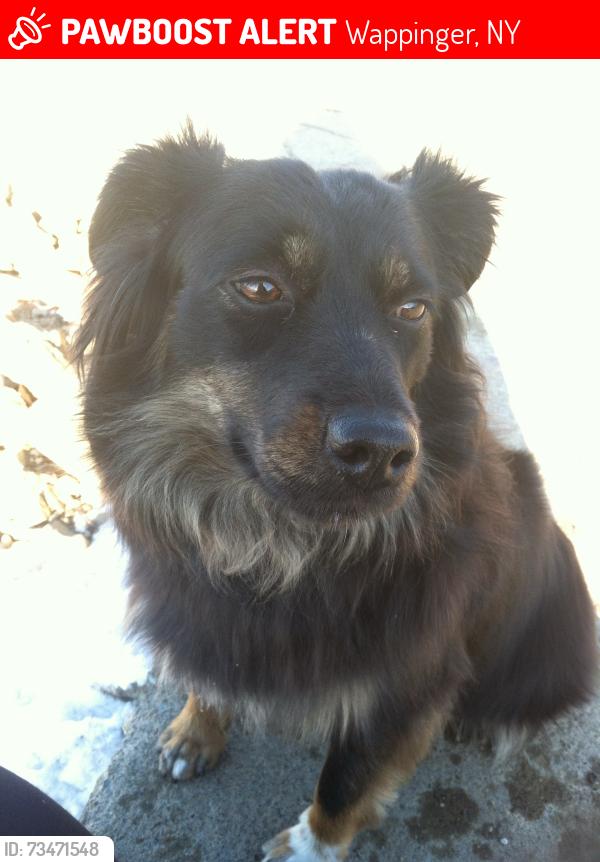 Lost Female Dog last seen Ketchamtown road, Wappinger, NY 12590