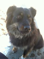 Lost Female Dog last seen Ketchamtown road, Wappinger, NY 12590
