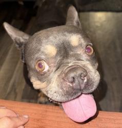 Reunited Female Dog last seen Gallo winery, Modesto, CA 95354