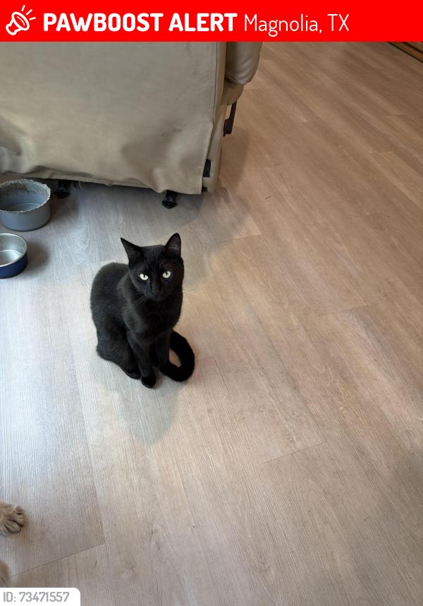 Lost Male Cat last seen Brighton Orchards Ln, Magnolia creek Dr, mill Run rd, magnolia ridge blvd, Magnolia, TX 77354