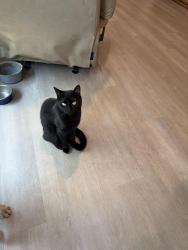 Lost Male Cat last seen Brighton Orchards Ln, Magnolia creek Dr, mill Run rd, magnolia ridge blvd, Magnolia, TX 77354