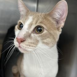 Shelter Stray Male Cat last seen , 124 Evergreen Ave, Newark, NJ 07114, USA