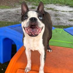 Shelter Stray Male Dog last seen , 8020 Washington St, Port Richey, FL 34668, USA