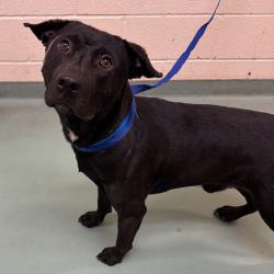 Shelter Stray Male Dog last seen , 2350 Appling City Cove, Memphis, TN 38133, USA