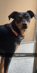 Reunited Female Dog last seen T&T supermarket parking lot, Surrey, BC J4Y 0K7