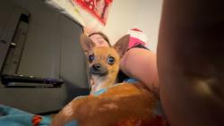 Reunited Male Dog last seen Sunset Blvd, Gallatin, TN 37066