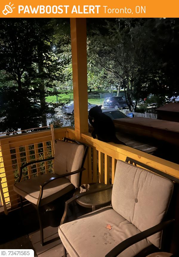 Found/Stray Unknown Cat last seen Rusholme road, Toronto, ON 