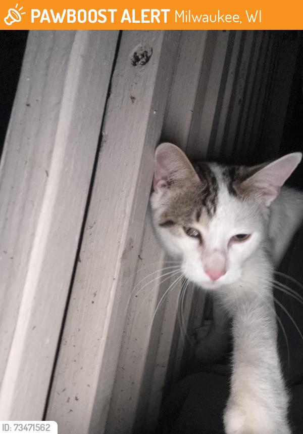Found/Stray Unknown Cat last seen around Rogers st, Milwaukee, WI 53204