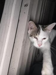 Found/Stray Unknown Cat last seen around Rogers st, Milwaukee, WI 53204
