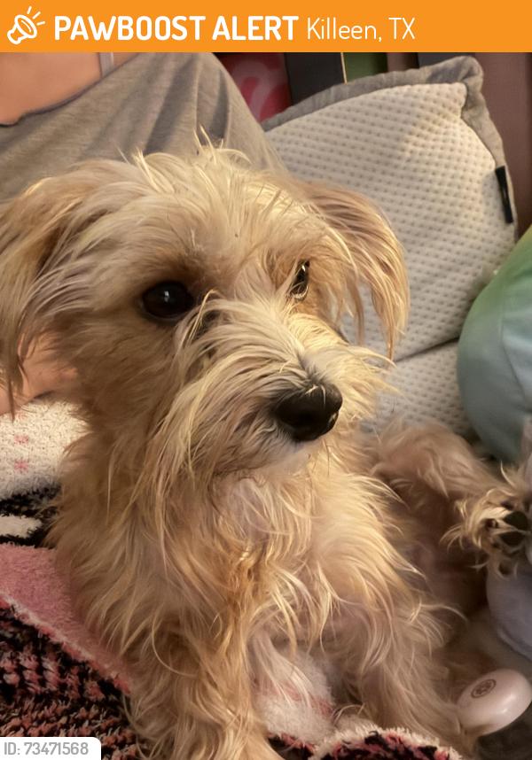 Found/Stray Female Dog last seen cody poe killeen texas, Killeen, TX 76549