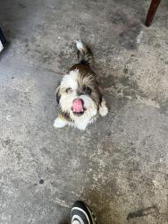 Lost Male Dog last seen Near green glade, Houston, TX 77099
