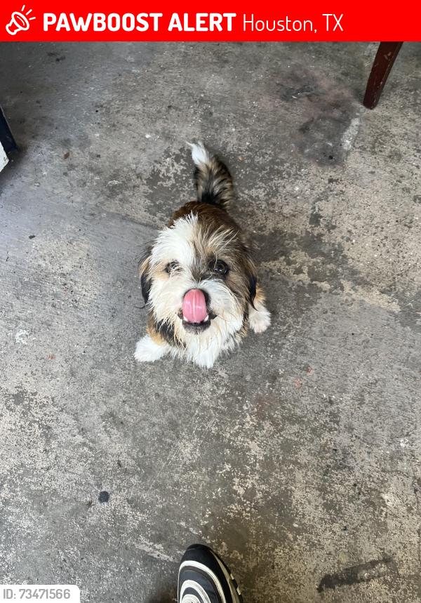 Lost Male Dog last seen Near green glade, Houston, TX 77099