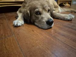 Lost Male Dog last seen Sloan, Las Vegas, NV 89142