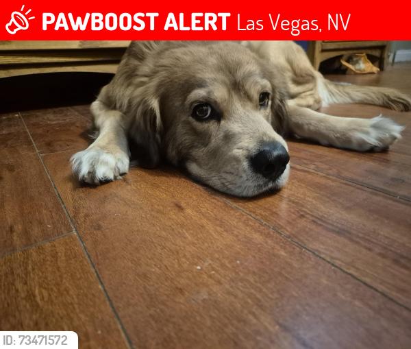 Lost Male Dog last seen Sloan, Las Vegas, NV 89142