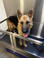 Found/Stray Male Dog last seen by simmons/donald lee, Atlanta, GA 30318