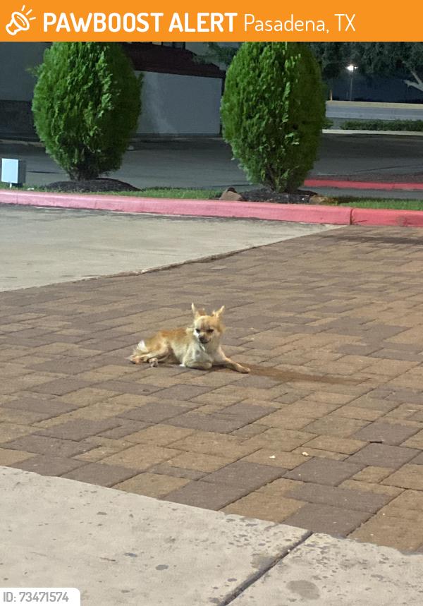 Found/Stray Unknown Dog last seen Fairfield hotel next to ihop, Pasadena, TX 77506