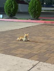 Found/Stray Unknown Dog last seen Fairfield hotel next to ihop, Pasadena, TX 77506