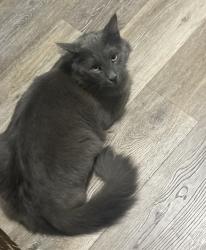 Reunited Male Cat last seen Conking st, Baltimore, MD 21224