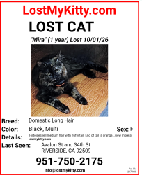 Reunited Female Cat last seen Avalon St and 34th St, Riverside, CA 92509