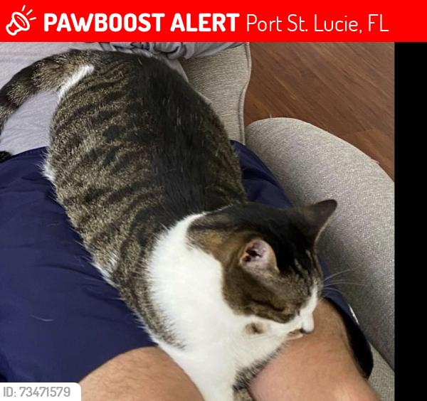 Lost Unknown Cat last seen Sw candlewood, Port St. Lucie, FL 34987