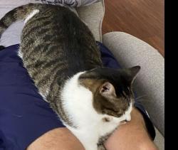 Lost Unknown Cat last seen Sw candlewood, Port St. Lucie, FL 34987