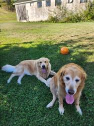 Reunited Male Dog last seen Lily Rd, Oconomowoc, WI 53066