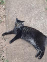 Lost Male Cat last seen Rocket Field, Watkinsville, GA 30677