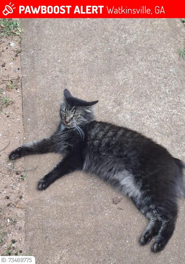 Lost Male Cat last seen Rocket Field, Watkinsville, GA 30677