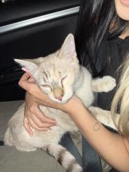 Found/Stray Unknown Cat last seen Rayos DelSo, San Jose, CA 95116
