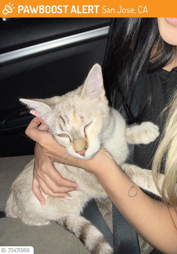 Found/Stray Unknown Cat last seen Rayos DelSo, San Jose, CA 95116