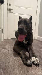 Found/Stray Unknown Dog last seen On woodside rd w/ intersection Gordon st and union ave, Redwood City, CA 94061
