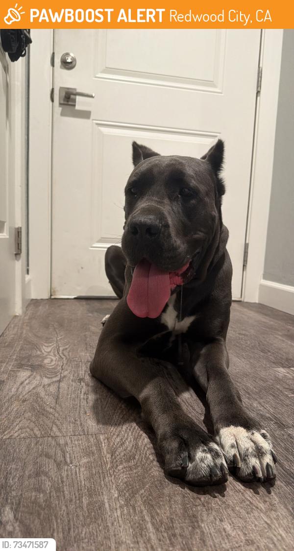 Found/Stray Unknown Dog last seen On woodside rd w/ intersection Gordon st and union ave, Redwood City, CA 94061