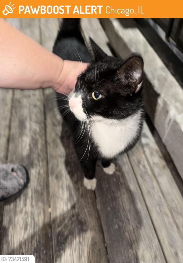 Found/Stray Unknown Cat last seen Essex and 76th, Chicago, IL 60649