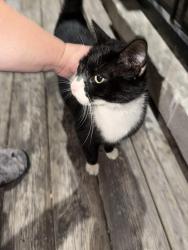 Found/Stray Unknown Cat last seen Essex and 76th, Chicago, IL 60649