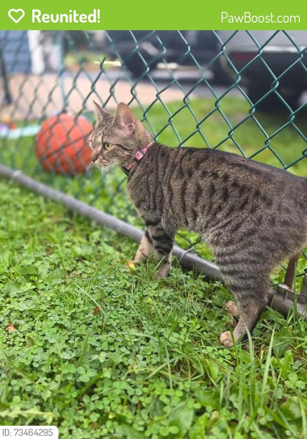 Reunited Female Cat last seen Grapevine Rd, Levittown, PA 19057, USA, Levittown, PA 19057