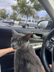 Reunited Female Cat last seen Charmant Dr and Lebon Dr, San Diego California Temple, San Diego, CA 92122