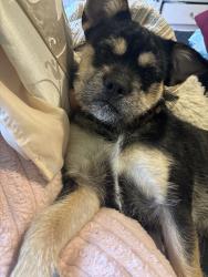 Reunited Male Dog last seen Near Shale Cir, Roxboro, NC 27573, USA, Roxboro, NC 27573