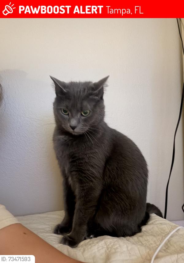 Lost Male Cat last seen Parking lot B in Lettuce Lake Park, Tampa, FL 33637