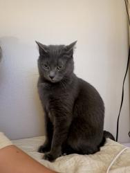 Lost Male Cat last seen Parking lot B in Lettuce Lake Park, Tampa, FL 33637