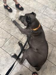 Found/Stray Female Dog last seen Jackson Ave, Redwood City, CA 94063