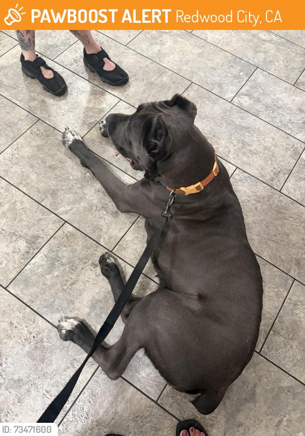 Found/Stray Female Dog last seen Jackson Ave, Redwood City, CA 94063