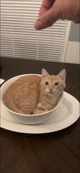 Lost Male Cat last seen Woodman ave, Los Angeles, CA 91331
