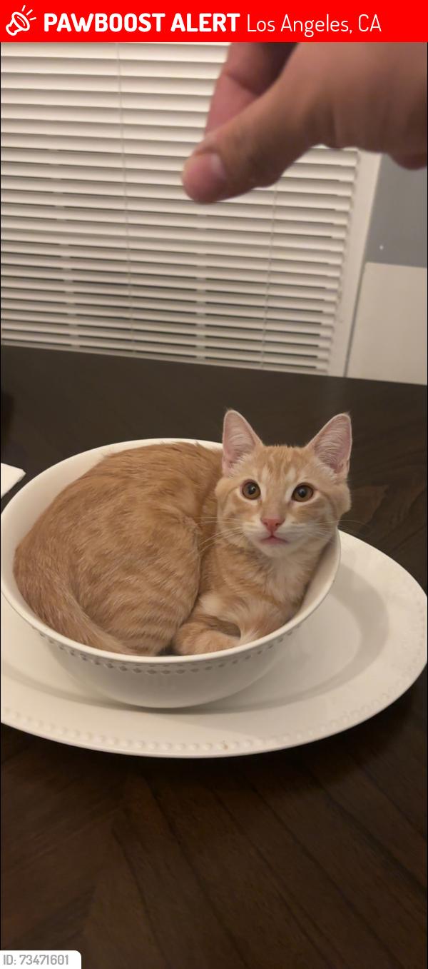 Lost Male Cat last seen Woodman ave, Los Angeles, CA 91331